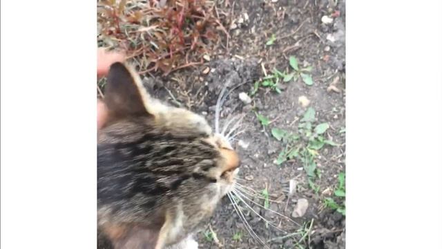 Возвращение блудной кошки# смотреть онлайн