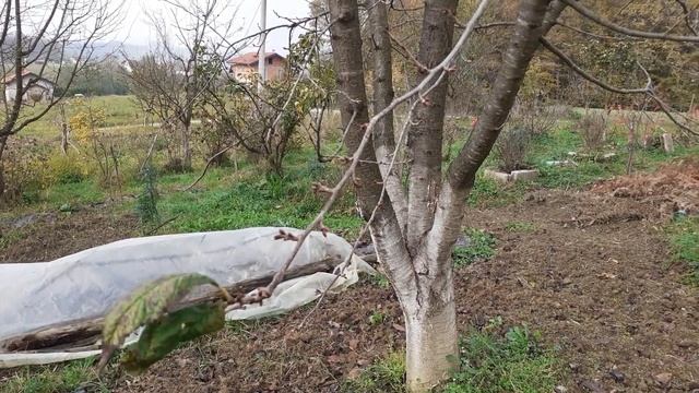 Zašto Voće Krečiti U Jesen (ili Zimu) I Kako Pripremiti Najbolji Zamjes