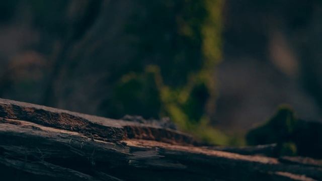 Spring 2020 cinematic Sony RX10 IV (4K) смотреть онлайн