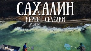 Сахалин - нерест селёдки,  ленивая рыбалка