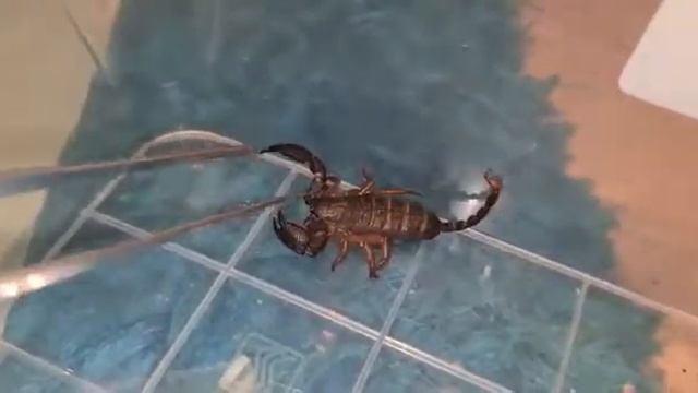 T's Exotic T's Scorpion - Opisthacanthus Asper смотреть онлайн