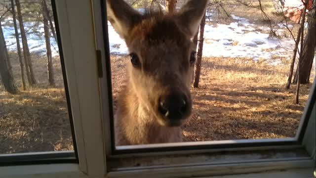 Кормим оленей печенюшками