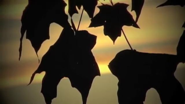 The Project Club - Leaves Of Millfield смотреть онлайн