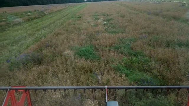 Claas Lexion 580 & Vario 900 Raps Harvesting ! Лексион 580 на уборке рапса ! смотреть онлайн