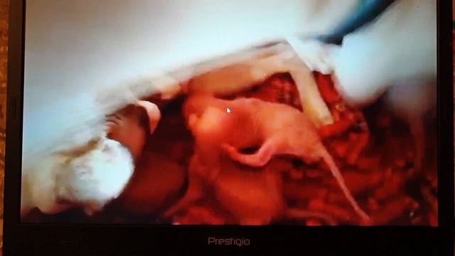 Родились Котята сегодня. Ураааа!!! #канадскийСфинкс смотреть онлайн