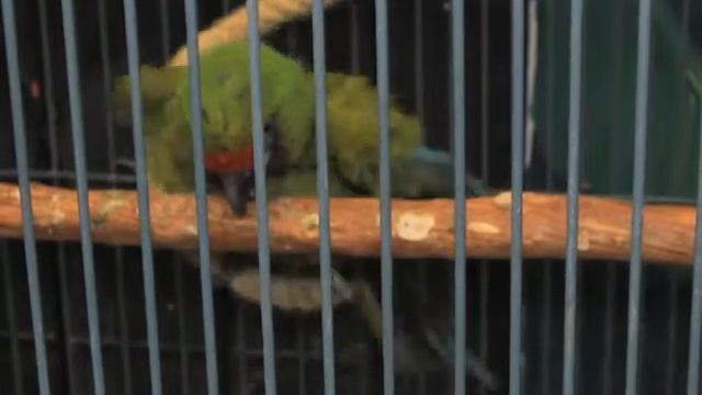 Animal Lovers Pet Shop смотреть онлайн