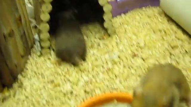 Хорошо покушал - хорошо пописал. (Ц-3 18 дней) смотреть онлайн