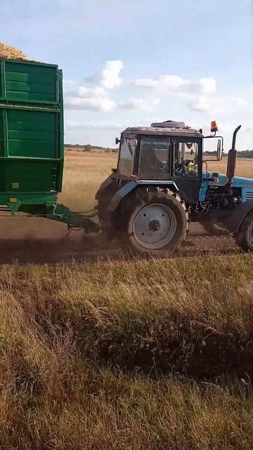 #рек #mtz #трактор #трактористы #уборка #кукуруза смотреть онлайн