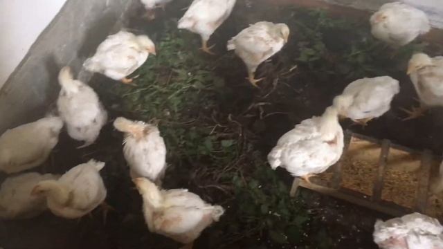 Выращивание бройлеров в домашних условиях