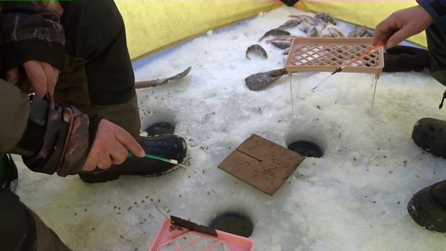 Шумиха 15.01.2020г.