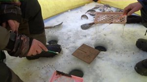 Шумиха 15.01.2020г.