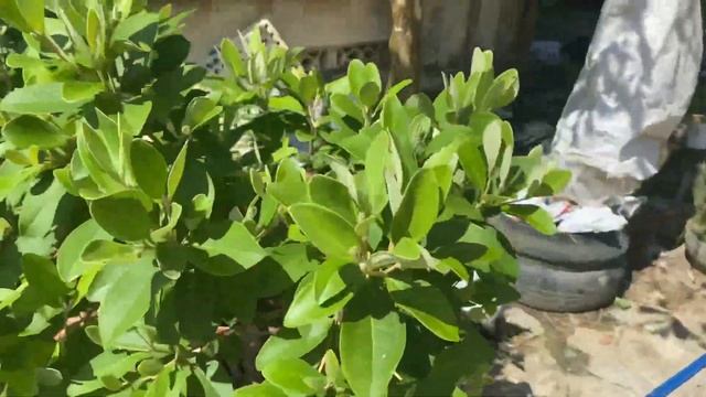 Hoa sim tím trồng làm cây cảnh, chia sẻ kinh nghiệm смотреть онлайн