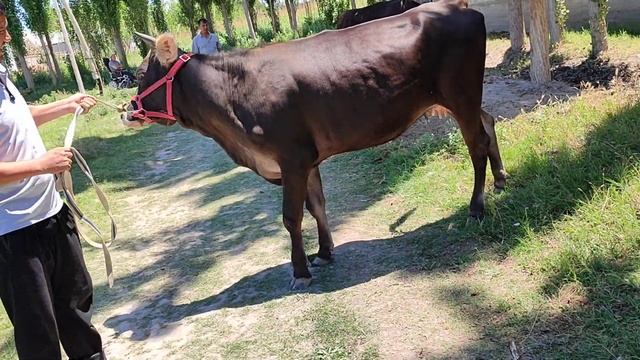 ЙОШИДАН 😱🤑 БОГОЗИДАН |тел:90-787-49-48 | 31-май, 2024.