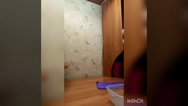 Получится ли вырастить деревья в контейнере без земли