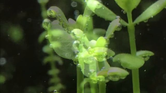 фото моих рыбок