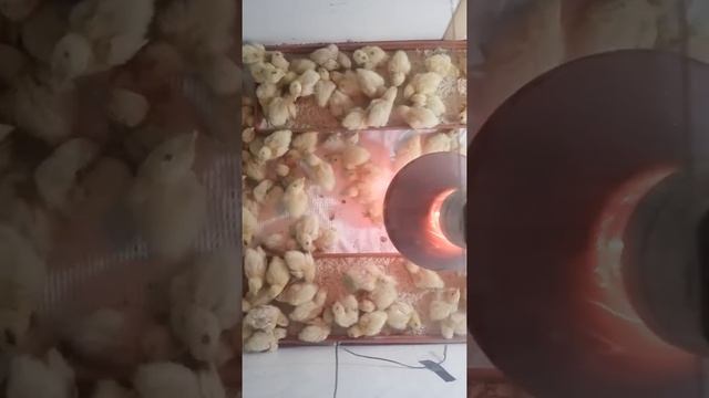 Перепела 4 сутки смотреть онлайн