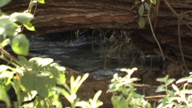 Sounds of the Holy Land - The Jordan River смотреть онлайн