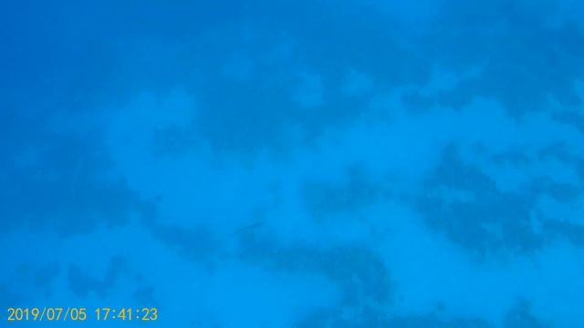 Ханос (рыба молоко)