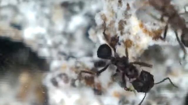 Acromyrmex lundi - hormiguero смотреть онлайн