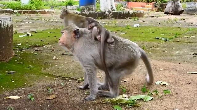 Mom Pushed baby to ground, How P.ity baby MIRA doesn't make mistake Why Mom MALIKA do like this? смотреть онлайн