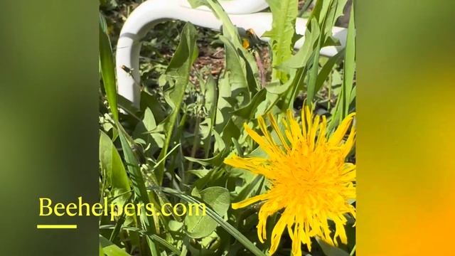 Bee On Dandelion 🐝😍
