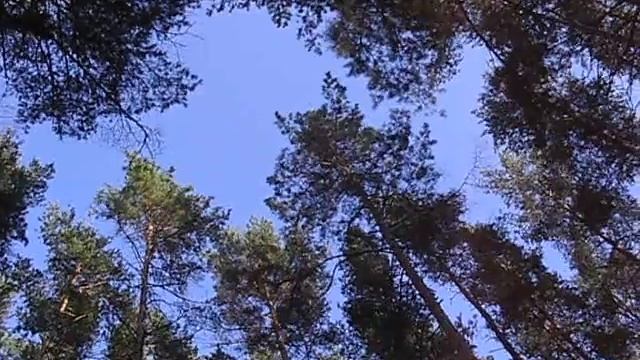 Сосны шумят 2 смотреть онлайн