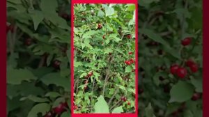 кизил сорт'Владимировский',опылитель.