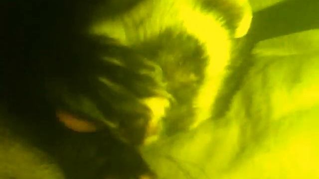 Хорёк Моется.wmv