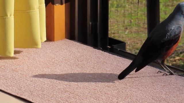 侵入を繰り返すイソヒヨドリのイソ丸 と病気のスズメ смотреть онлайн