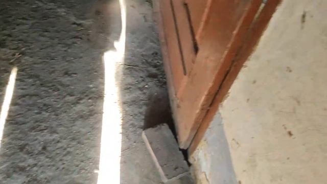 Пополнение в хозяйстве, крольчата Паннон Белый , бройлеры.