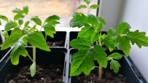 Первая подкормка рассады томатов после пикировки.