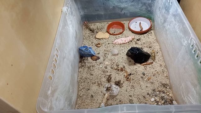 Carebara Diversa + Infos + Quatschen + Fütterung