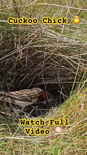 Fascinating #Cuckoo Chick Being Fed By #TreePipit At The Nest | #birdnesting #birds #birdnest