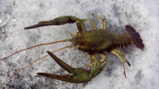 Рак монстр.