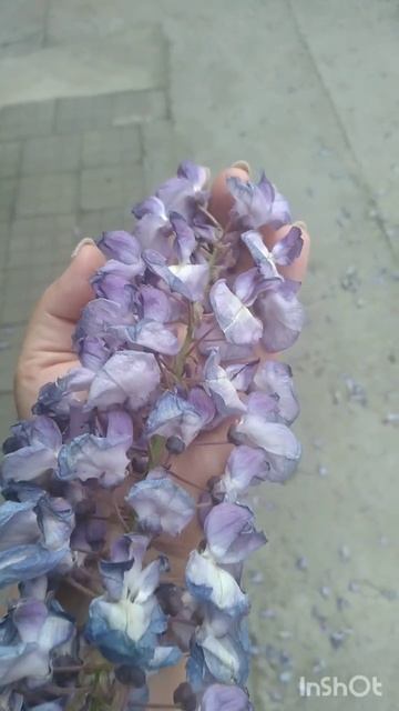 Размер упавшей кисти глицинии. смотреть онлайн