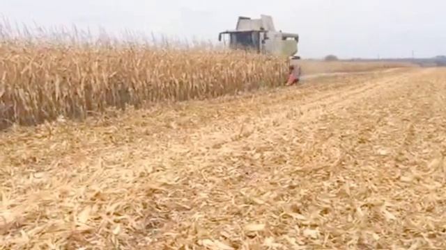 Уборка кукурузы и заготовка соломы CLAAS LEXION 750, AXION 850 + QUADRANT 3300 смотреть онлайн
