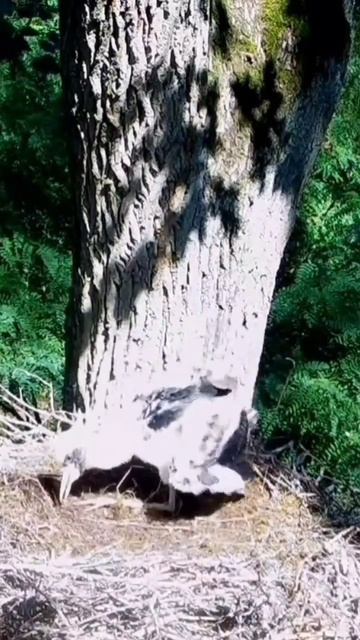 Jastrząb & bociek 🥺 смотреть онлайн