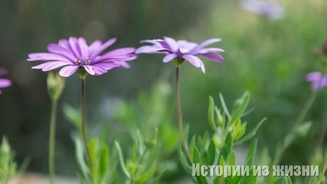 "А чему радоваться, дочь?! Тому, что замуж спешишь выскочить за этого оборванца? А что дальше? смотреть онлайн
