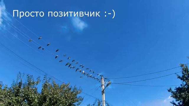 Голуби на проводах смотреть онлайн