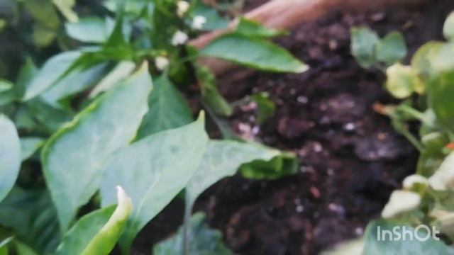 Порази своих гостей с #Детерминантом: Загадочное чудо-мелкий томат