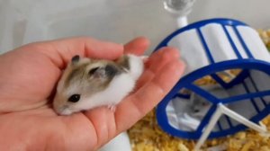 Хомячкам 1 месяц/ Джунгарики/ Хомяки играют/Hamster/Хомки