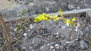 Саженцы персика зацвели на Пасху .