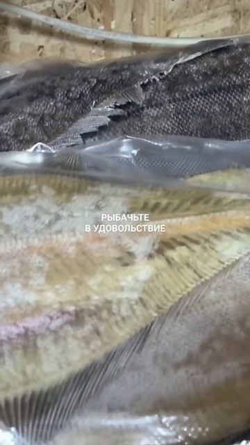 Вяленый ёрш отправляю в Томск.