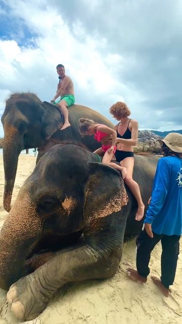 Заплатили кучу денег на Пхукете, а искупаться со слонами не смогли из-за отлива смотреть онлайн