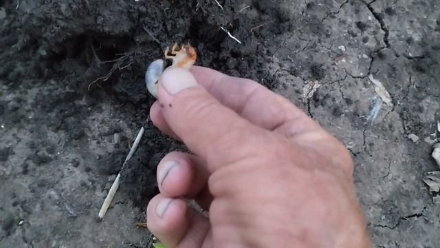 Высаживание клубники делением куста. смотреть онлайн