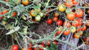 Томат Стромболино