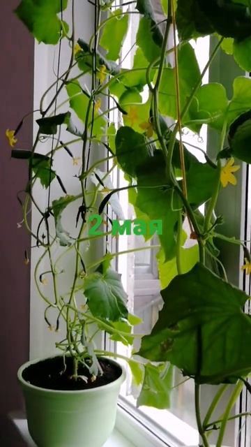 огурцы на подоконнике🌱результат одного месяца💫🧚♀️ смотреть онлайн