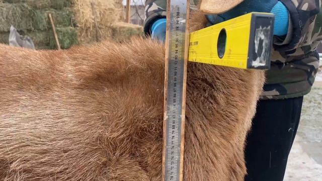 Арашан Козу Кочкор 11айлык баасы 2000$ Токтогулда доставка бар бардык региондорго смотреть онлайн