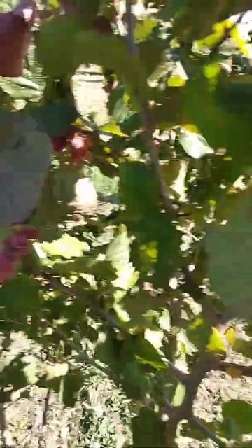 #Фундук Московский рубин смотреть онлайн