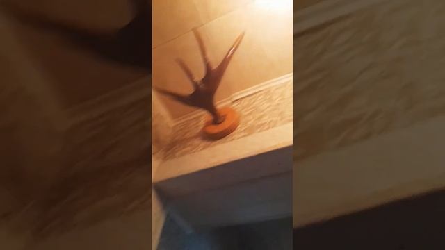 рога оленя смотреть онлайн